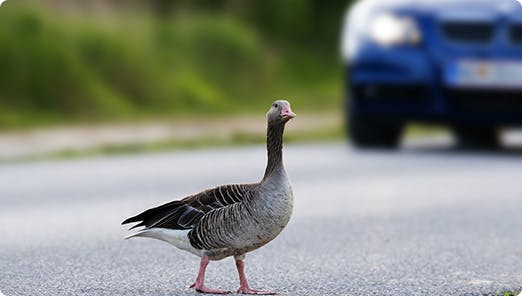 a duck walking on a road